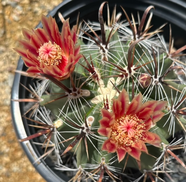 Ferocactus wislizeni