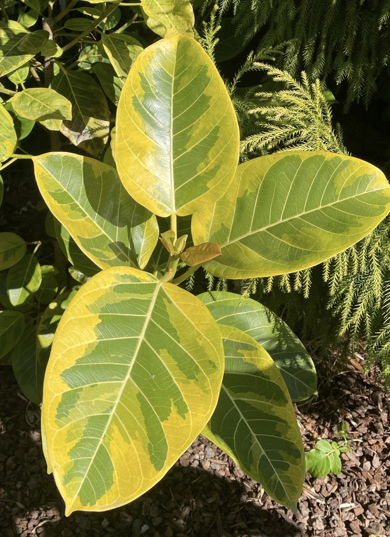Ficus altissima 'Yellow Gem'