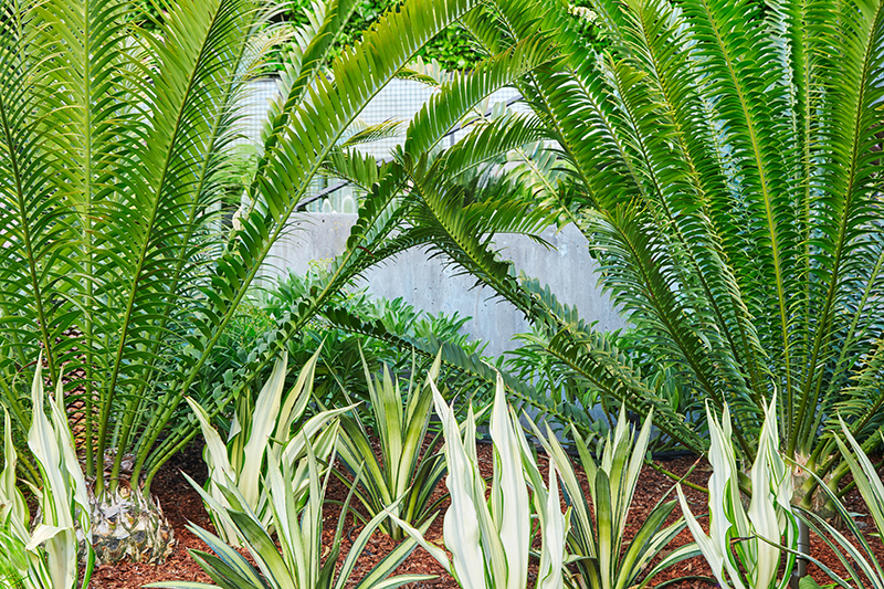 Furcraea foetida 'Variegata'