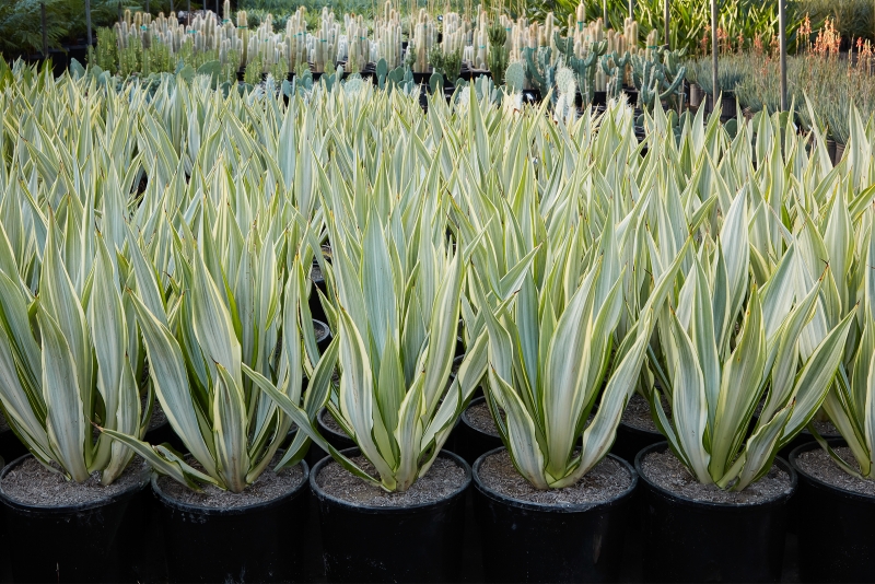 Furcraea foetida 'Variegata'