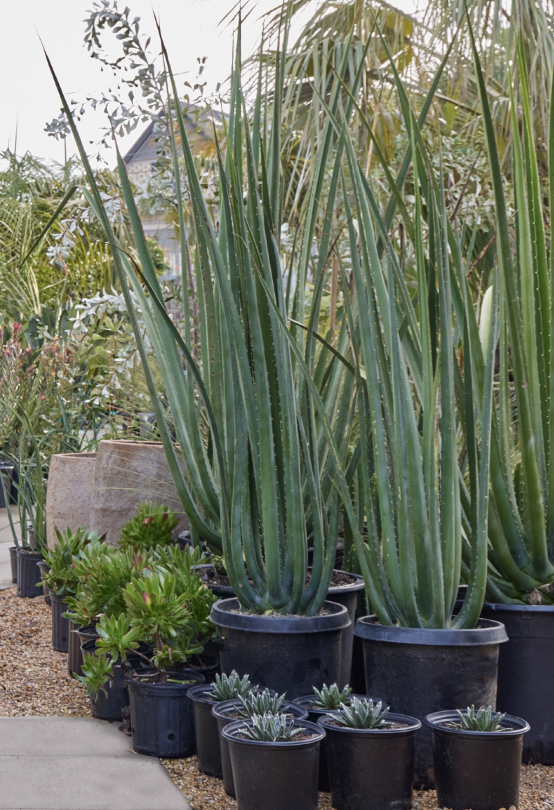 Furcraea macdougallii