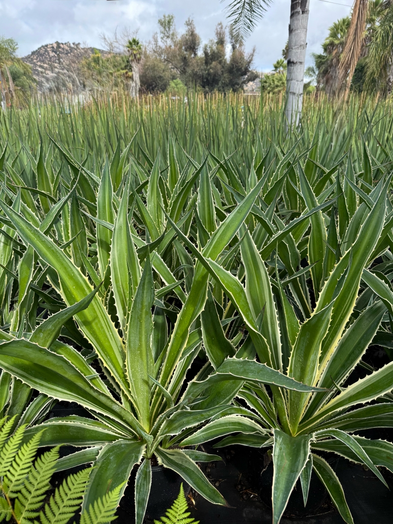 Furcraea selloana var. marginata