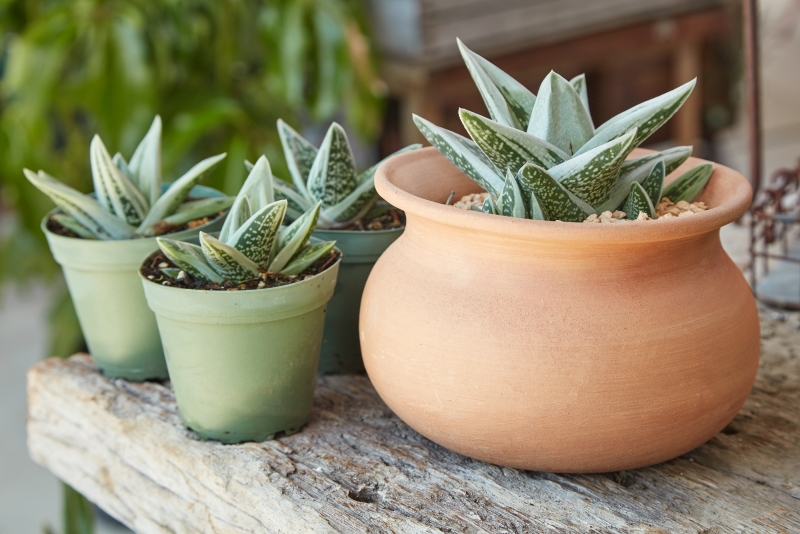 Gasteraloe 'Green Ice'