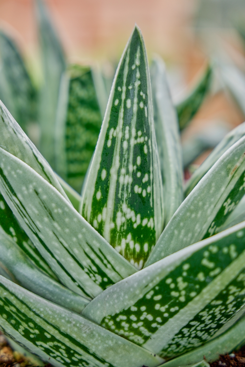 Gasteraloe 'Green Ice'