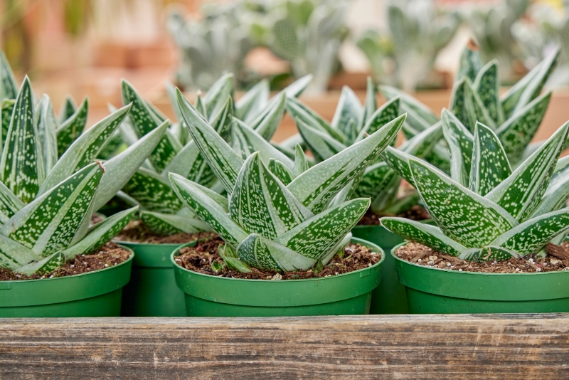 Gasteraloe 'Green Ice'