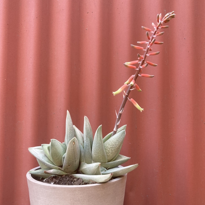 Gasteraloe 'Green Ice'