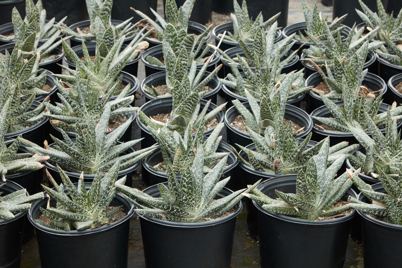 Gasteria acinacifolia