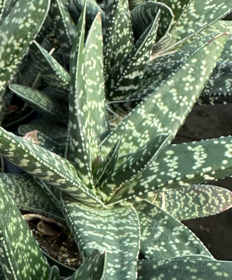 Gasteria acinacifolia