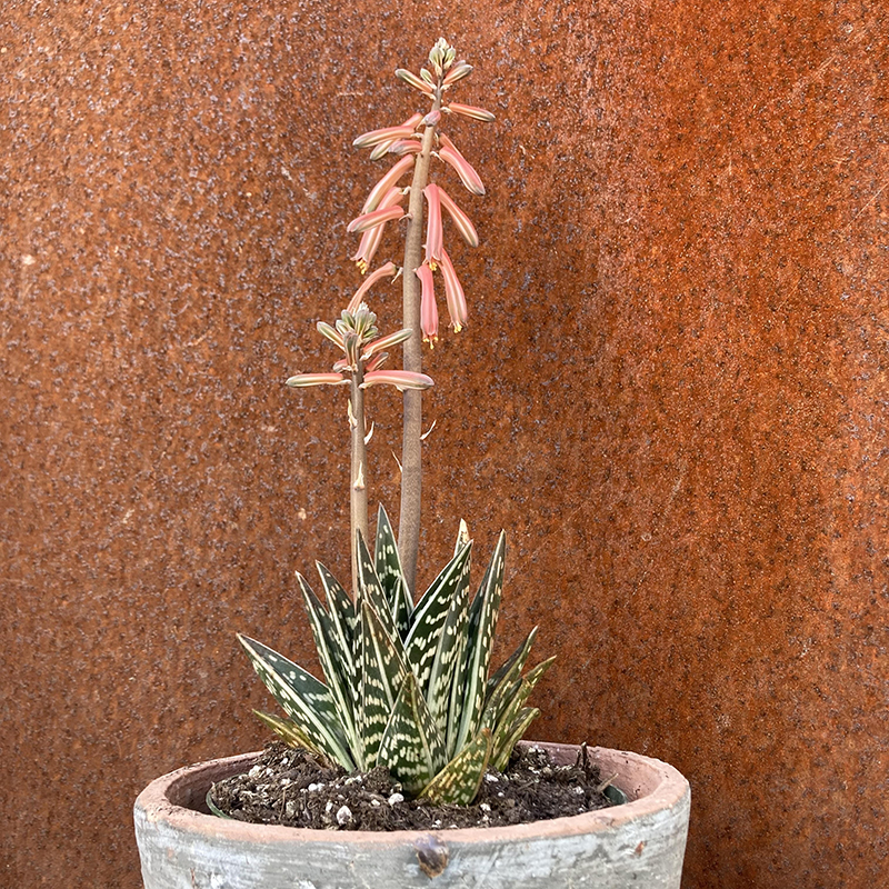 Gonialoe variegata