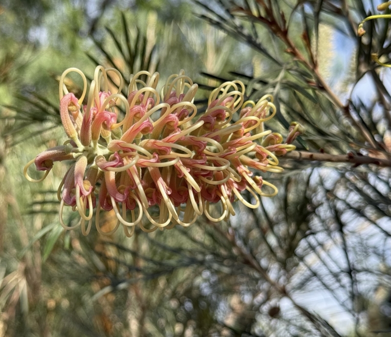 Grevillea 'Amber Passion' grafted