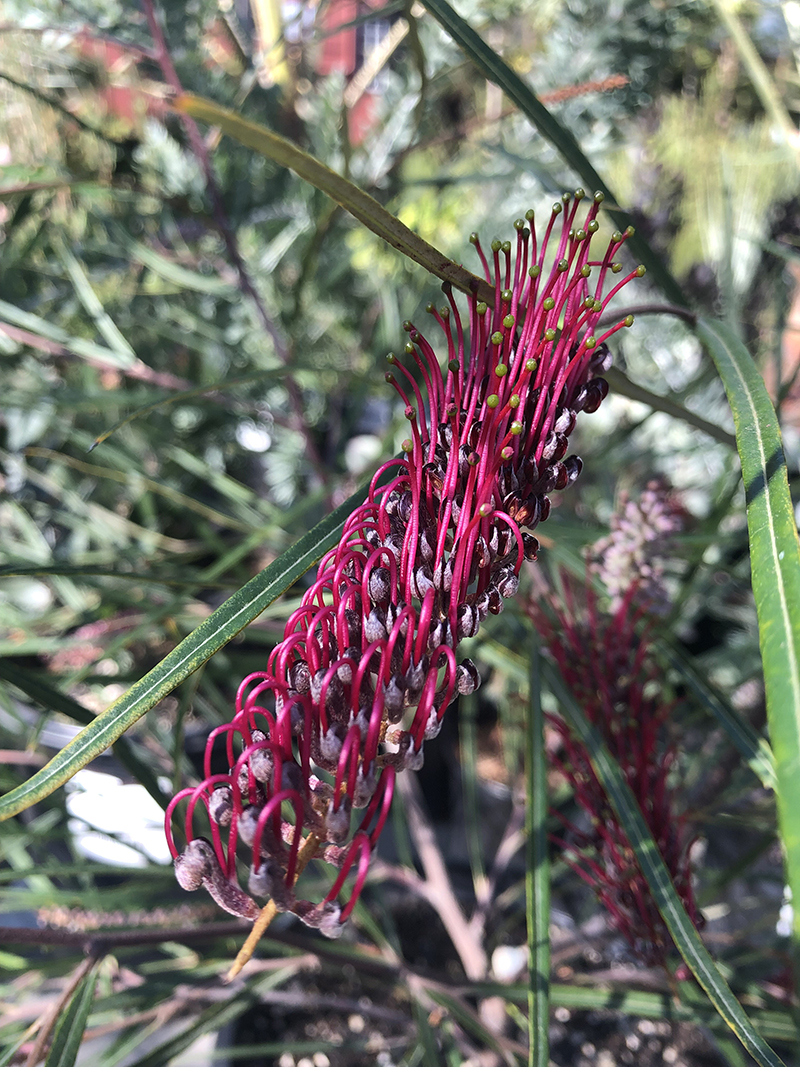 Grevillea asplenifolia