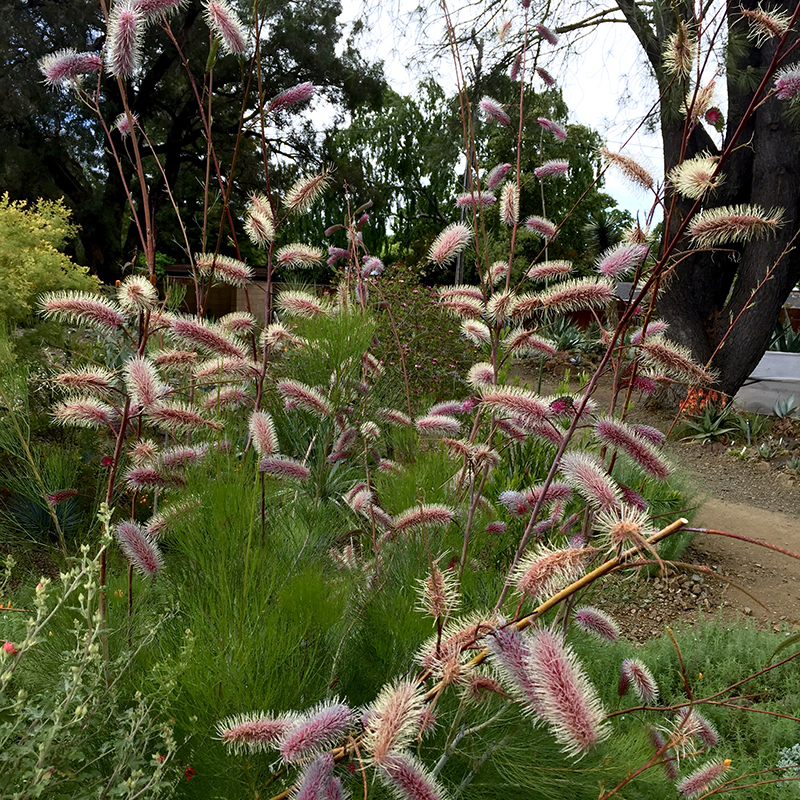 Grevillea 'Big Bird'