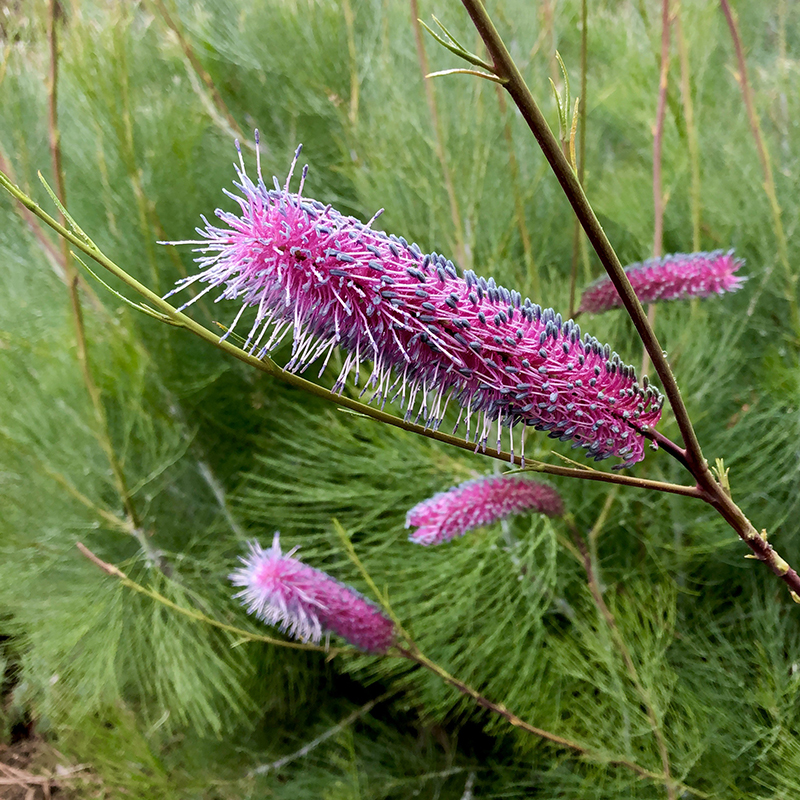 Grevillea 'Big Bird'