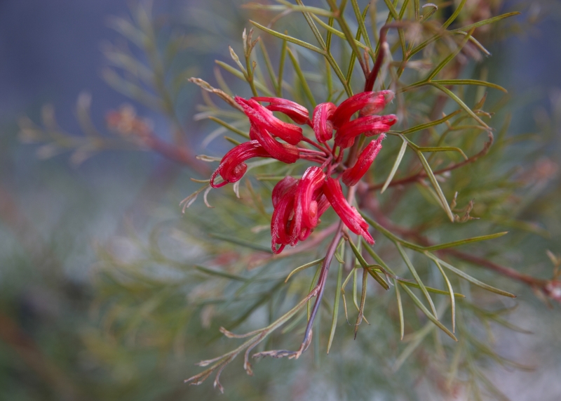 Grevillea 'Bonfire'