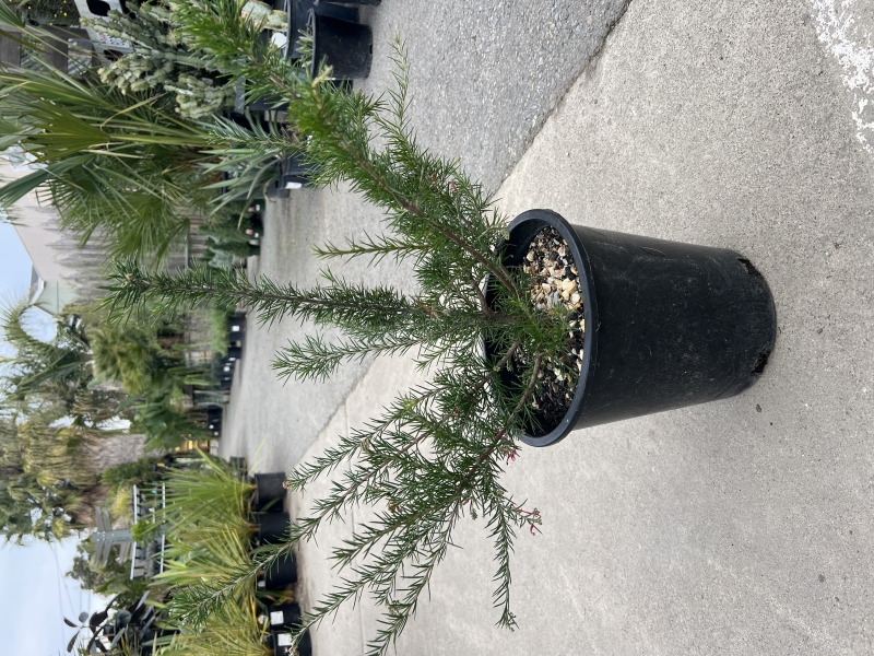 Grevillea 'Canberra Gem'