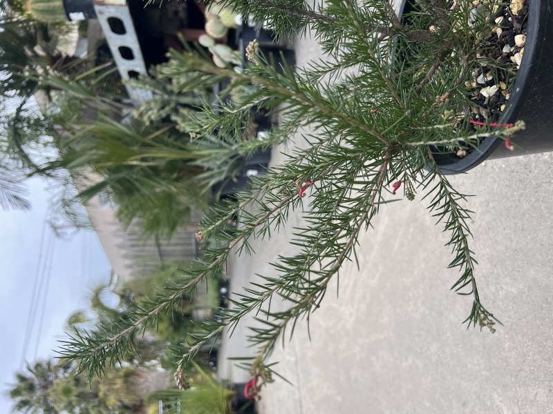 Grevillea 'Canberra Gem'