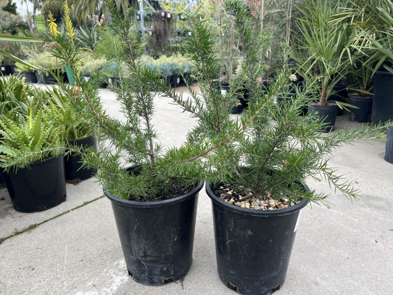 Grevillea 'Canberra Gem'