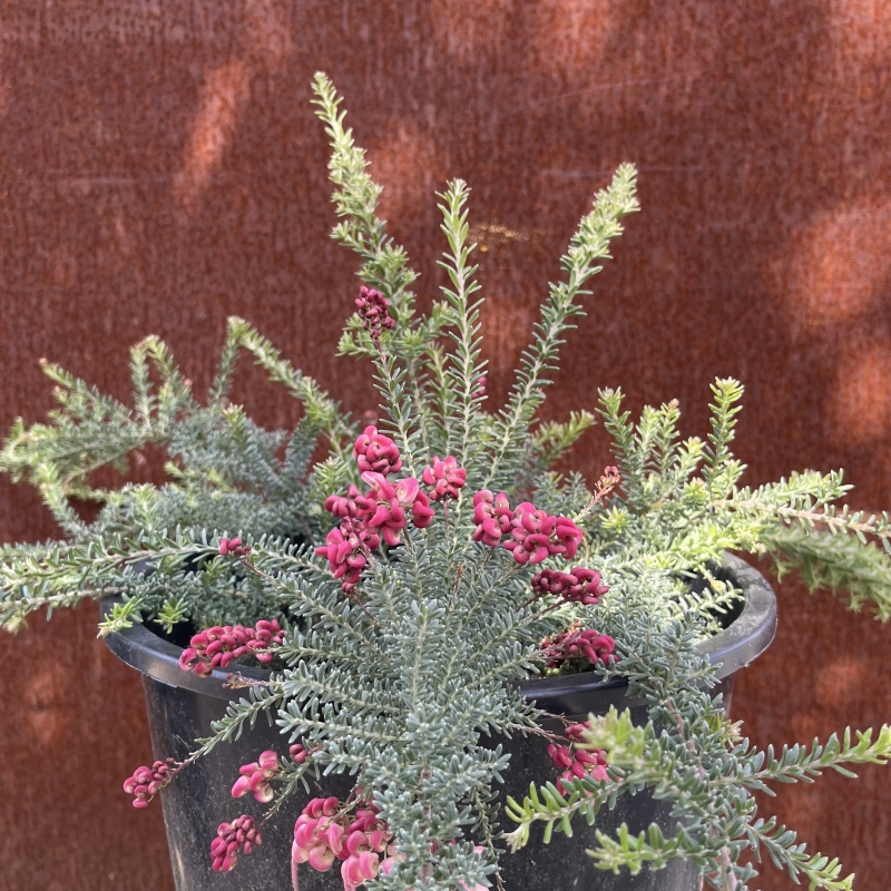 Grevillea 'Coastal Gem'