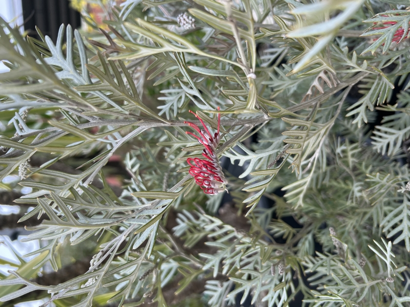 Grevillea 'Eternal Blaze'