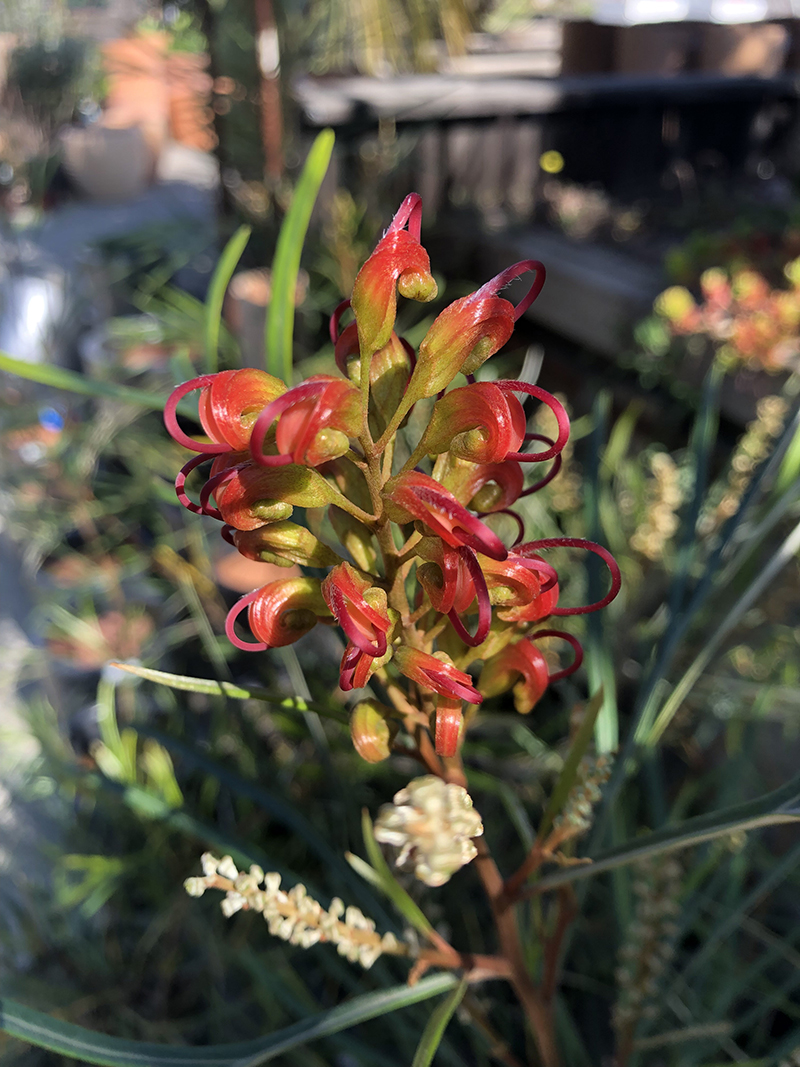 Grevillea 'Firesprite'