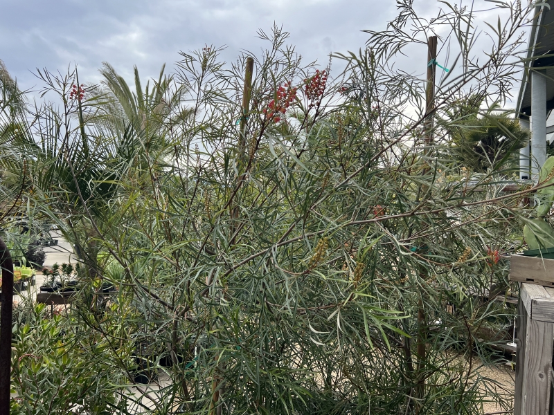 Grevillea 'Firesprite'
