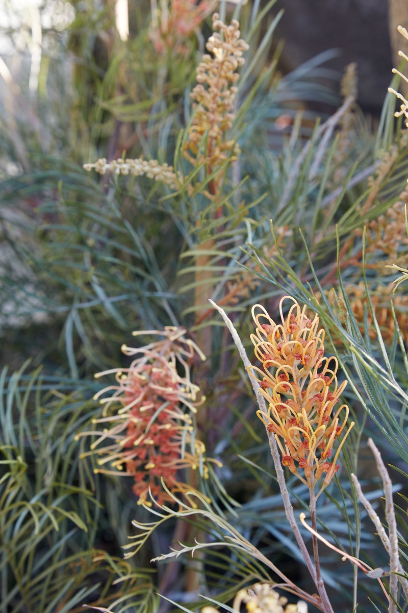 Grevillea 'Honey Gem'