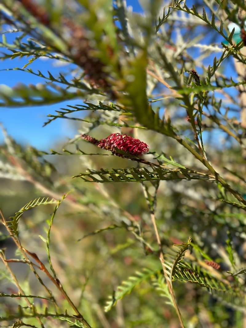 Grevillea 'Ivanhoe'