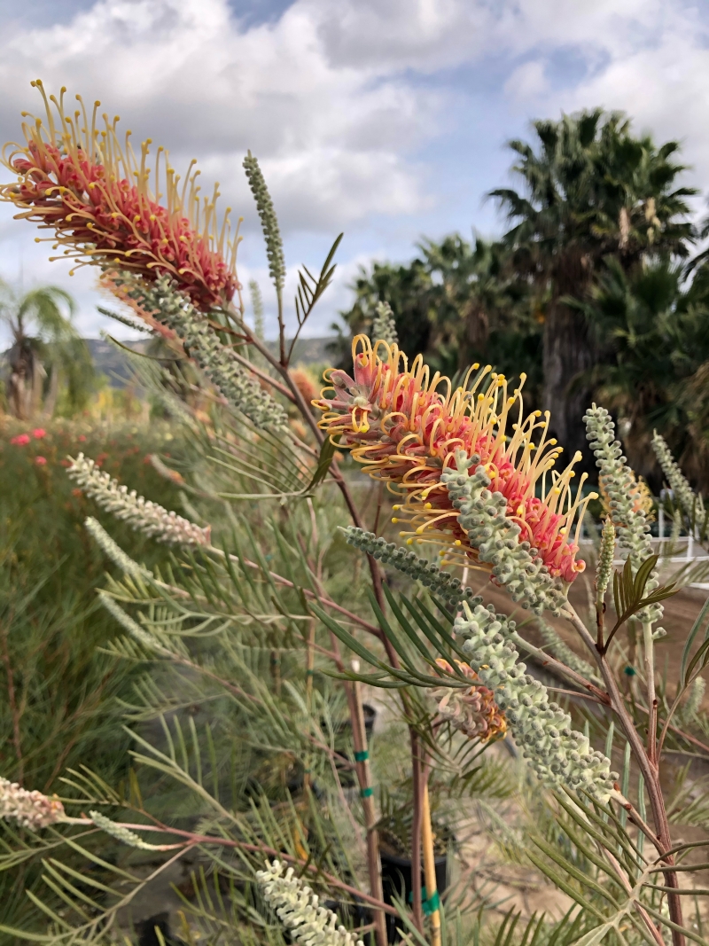 Grevillea 'Kay Williams'