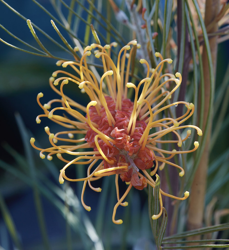 Grevillea 'Little Honey'