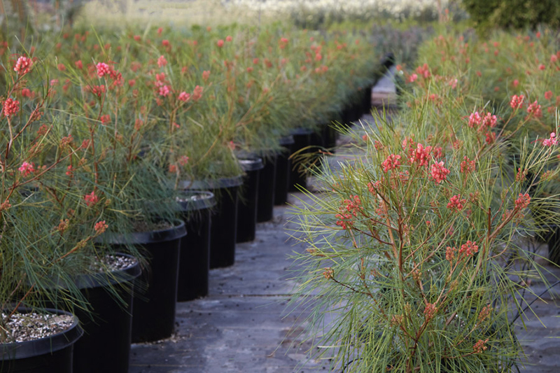 Grevillea 'Long John'