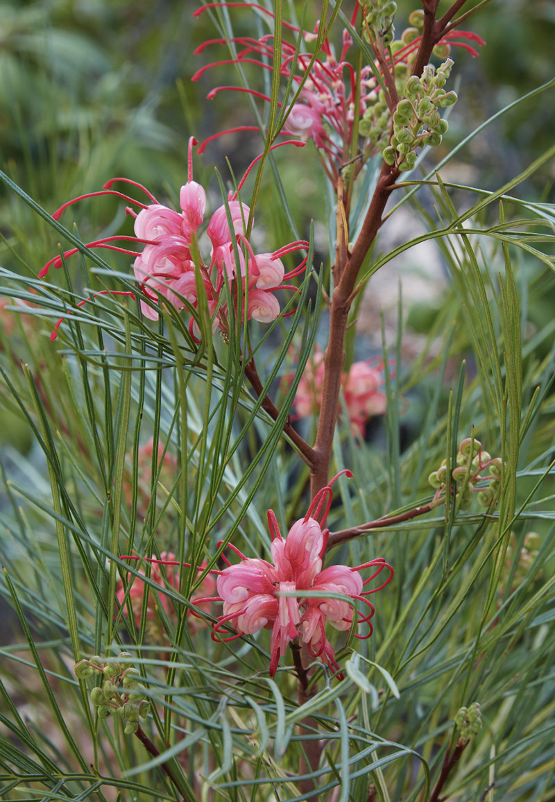 Grevillea 'Long John'