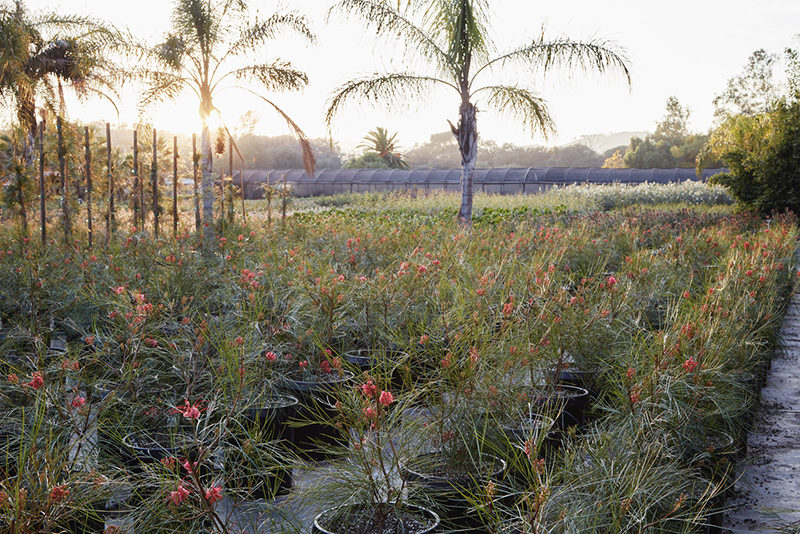 Grevillea 'Long John'