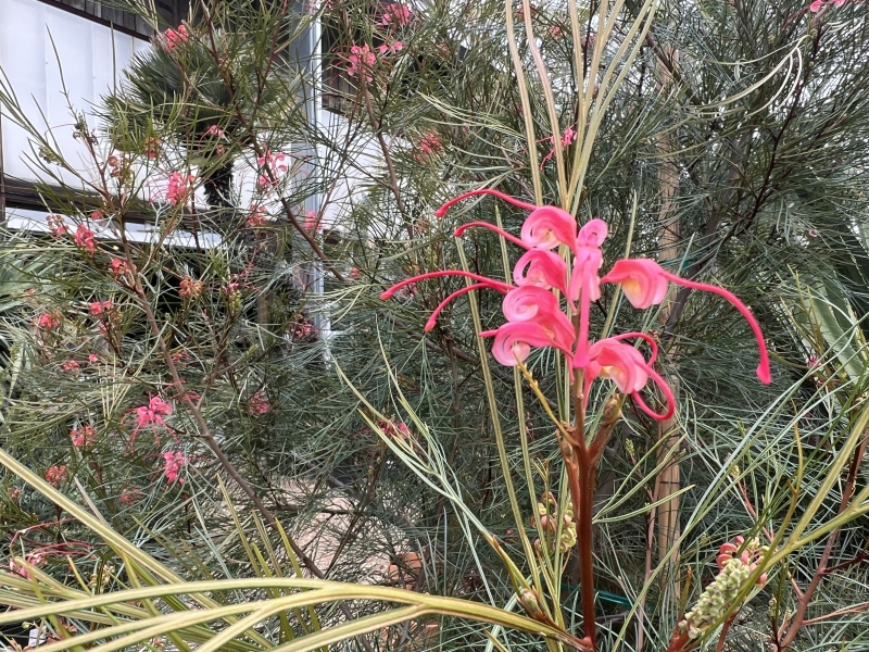 Grevillea 'Long John' grafted