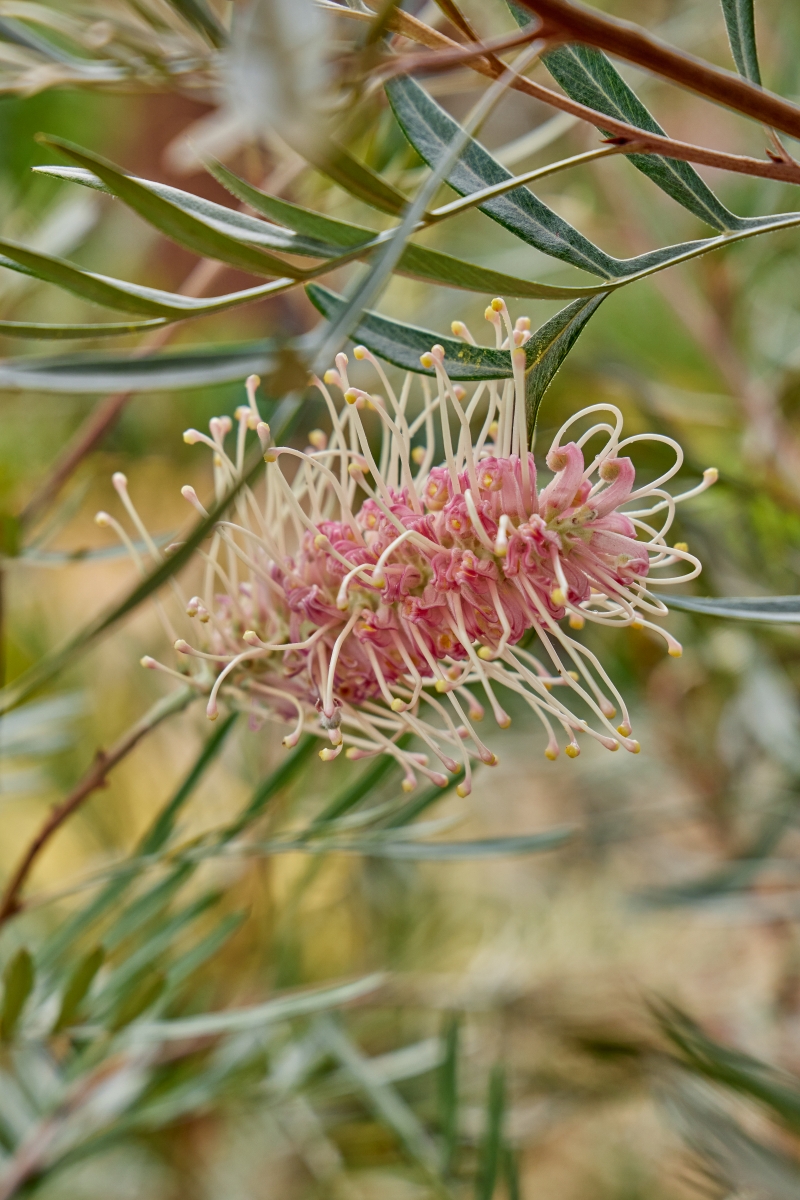 Grevillea 'Misty Pink'