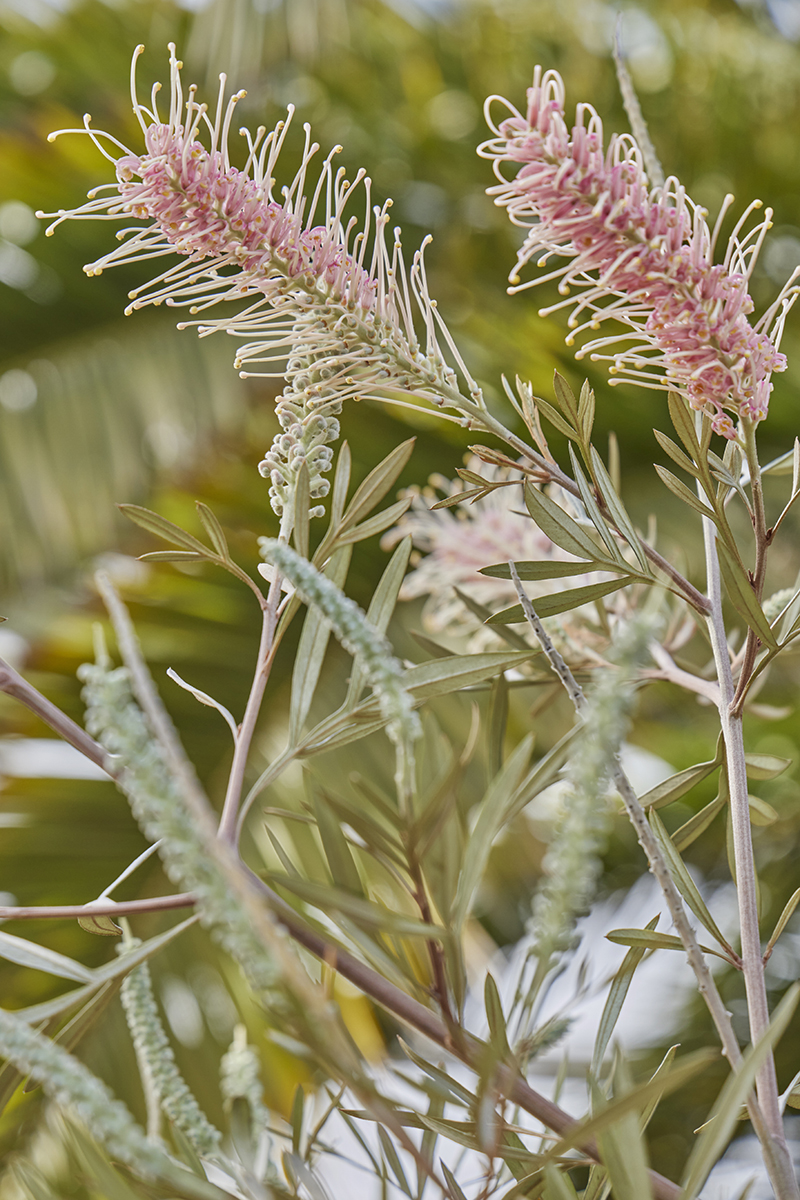 Grevillea 'Misty Pink'