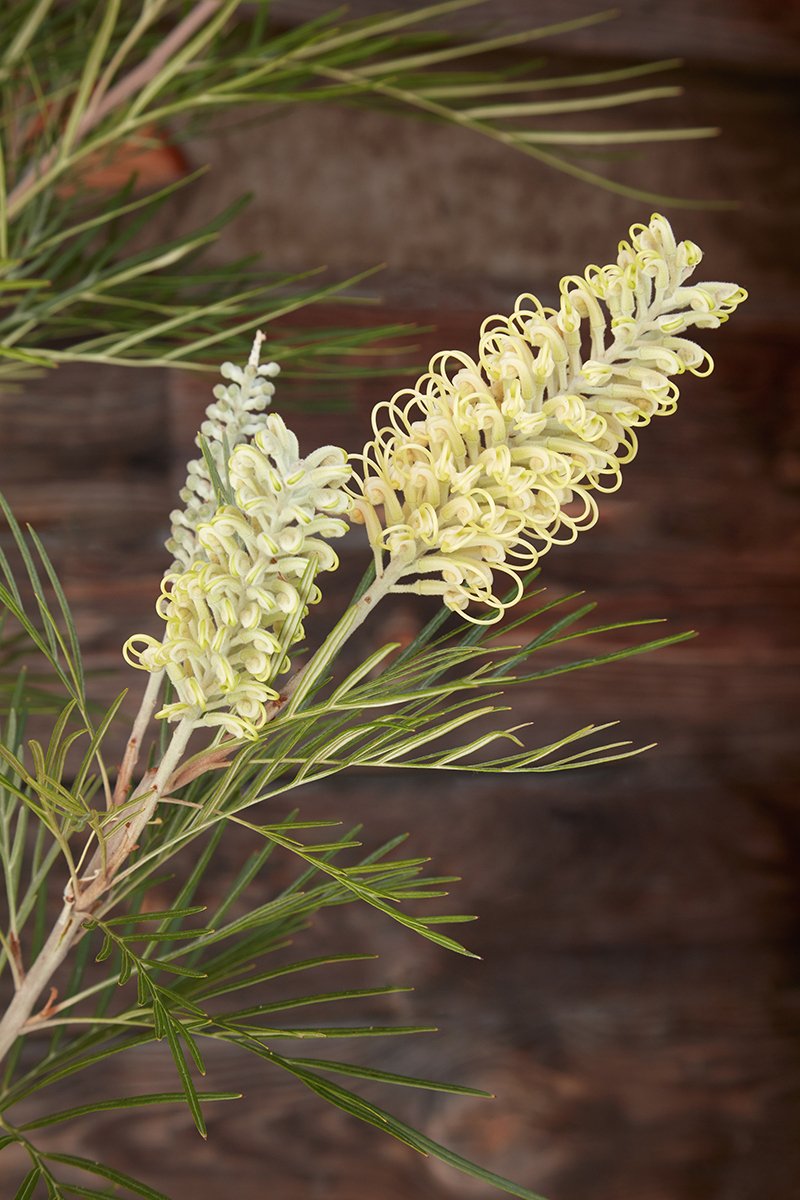 Grevillea 'Moonlight'