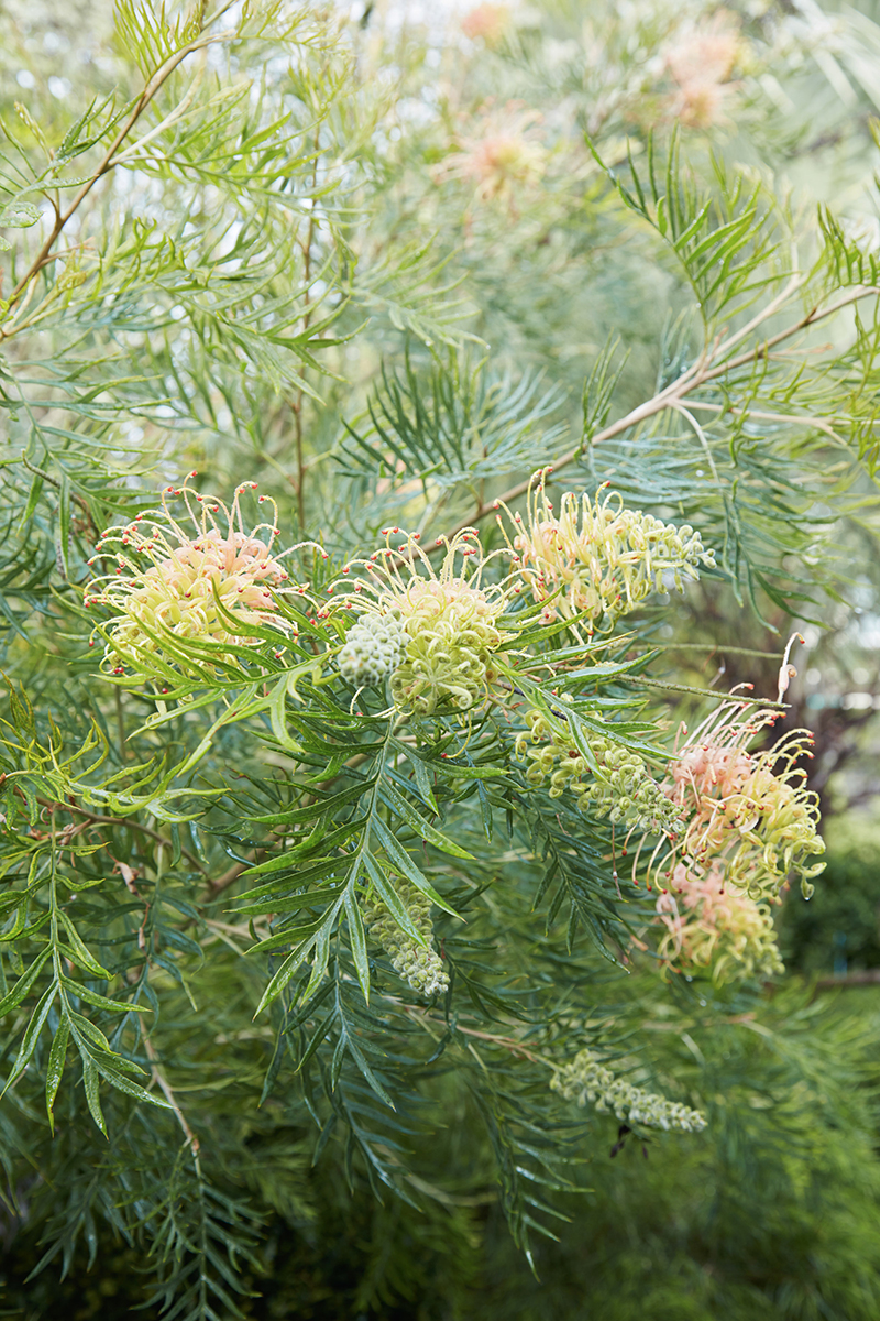 Grevillea 'Peaches & Cream'