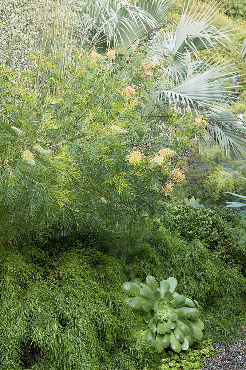 Grevillea 'Peaches & Cream'