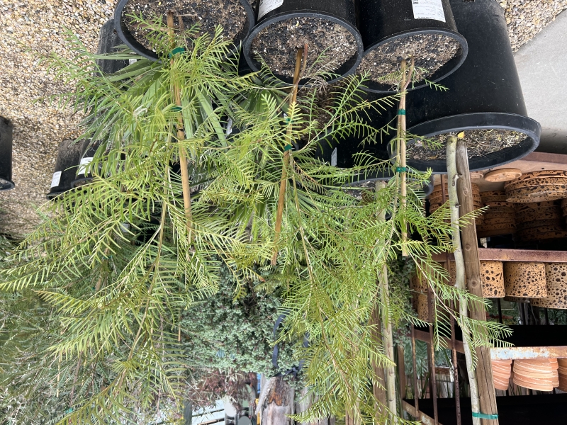 Grevillea 'Red Hooks'