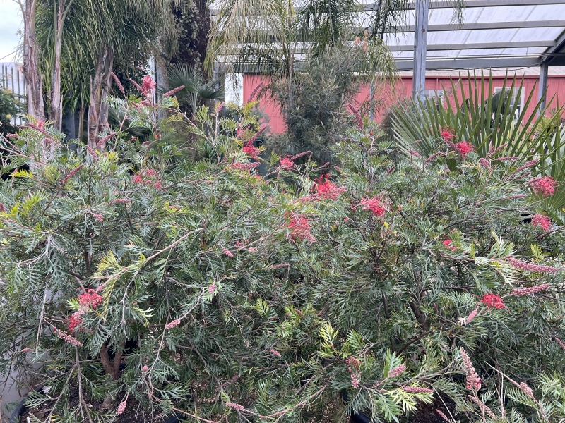Grevillea 'Robyn Gordon'