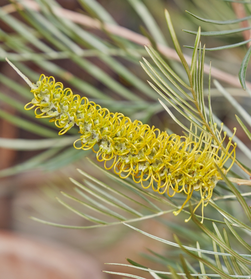 Grevillea 'Sandra Gordon'