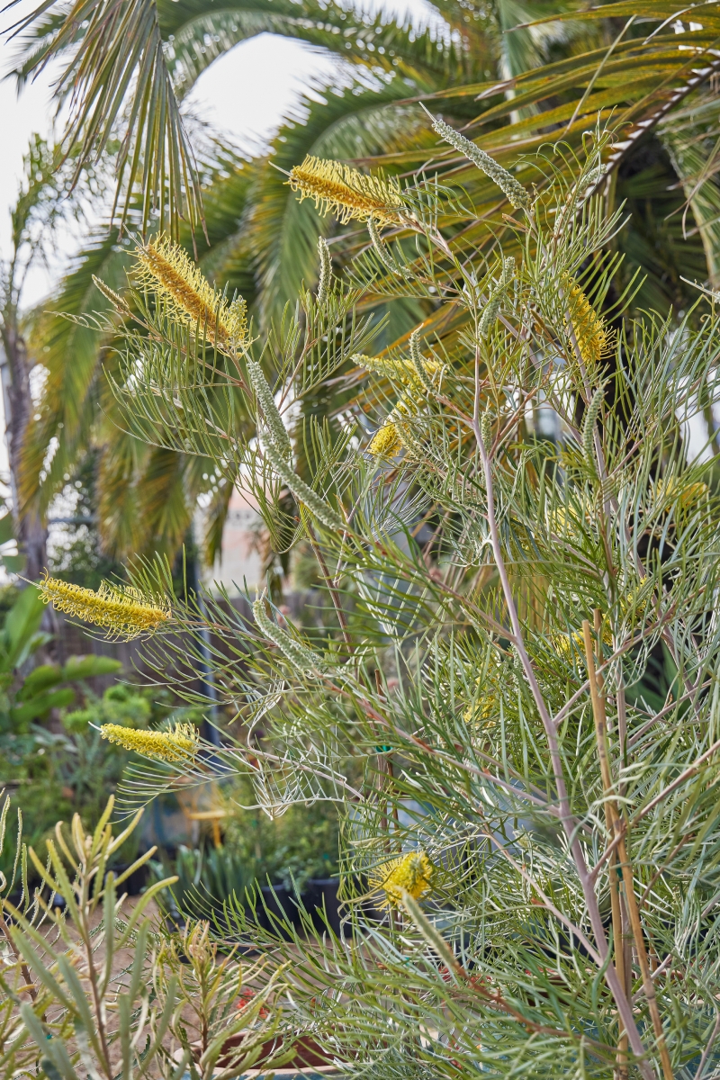 Grevillea 'Sandra Gordon' grafted