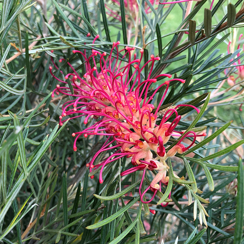 Grevillea 'Spirit of Anzac'