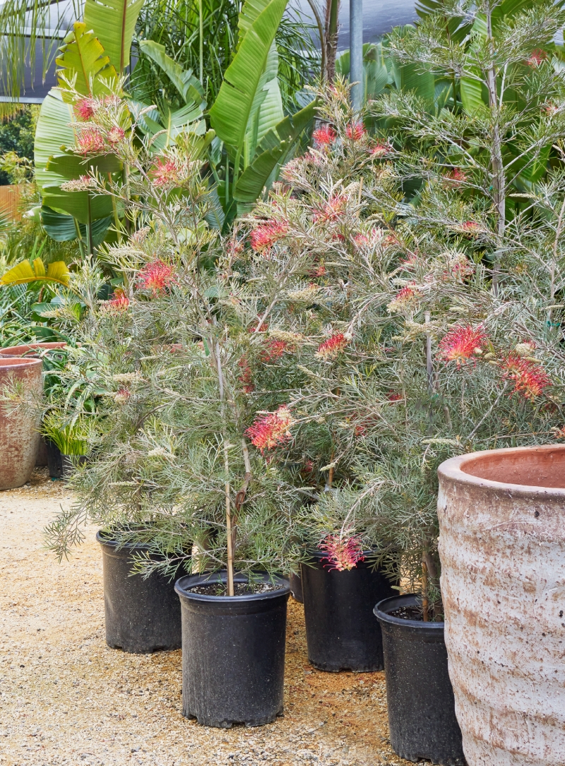 Grevillea 'Spirit of Anzac'