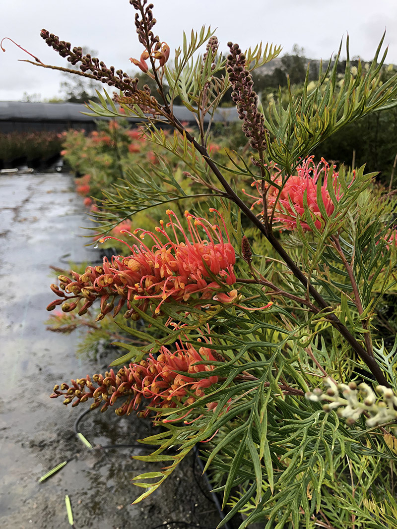 Grevillea 'Superb'