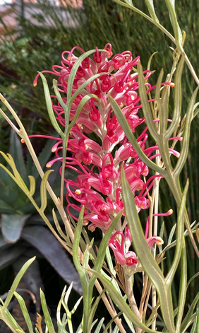 Grevillea 'Sylvia'