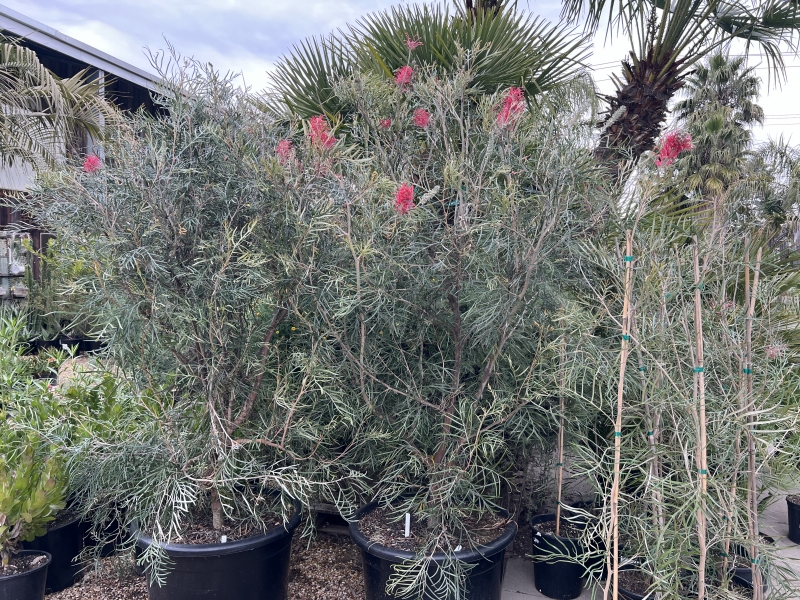 Grevillea 'Sylvia' grafted