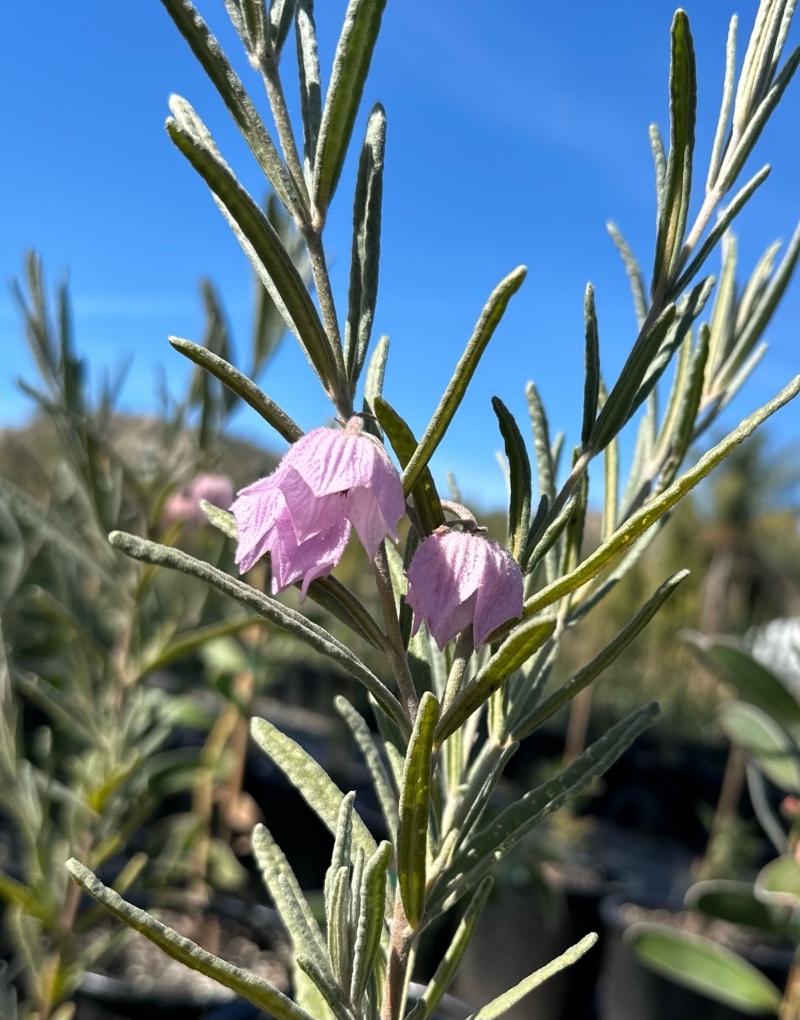 Guichenotia macrantha