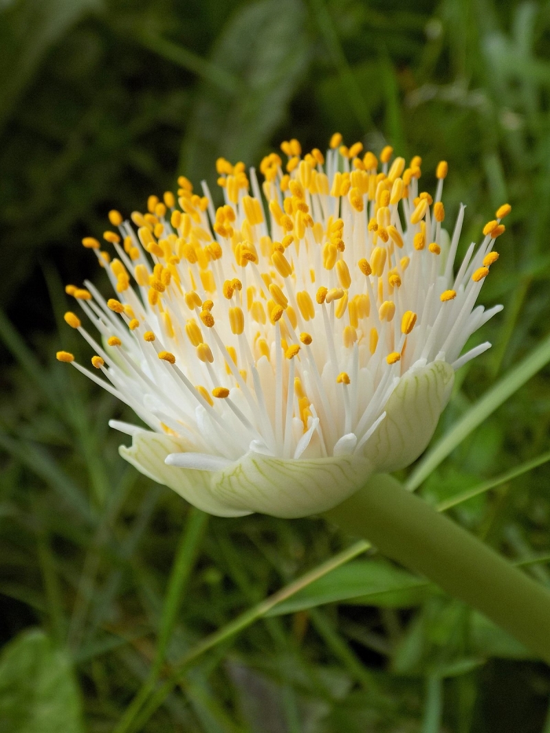 Haemanthus albiflos