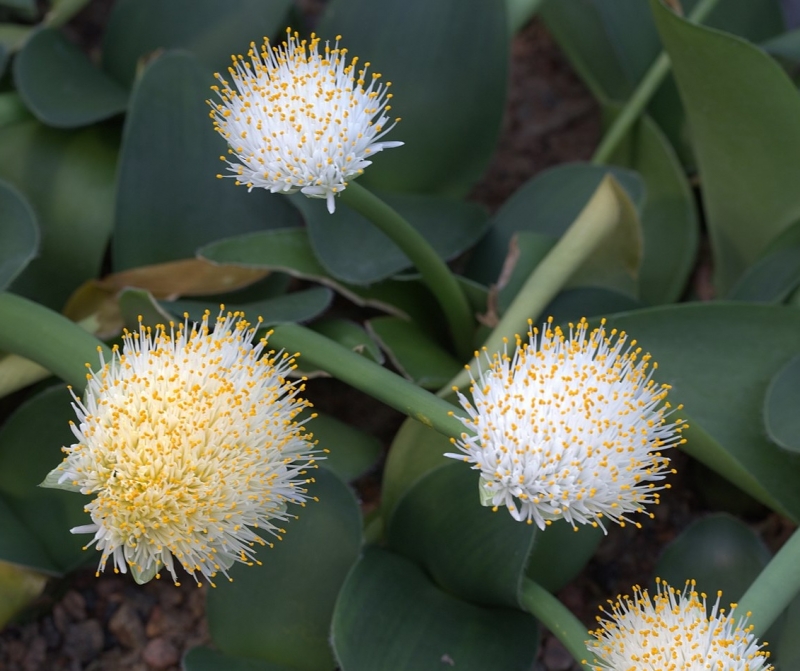 Haemanthus albiflos